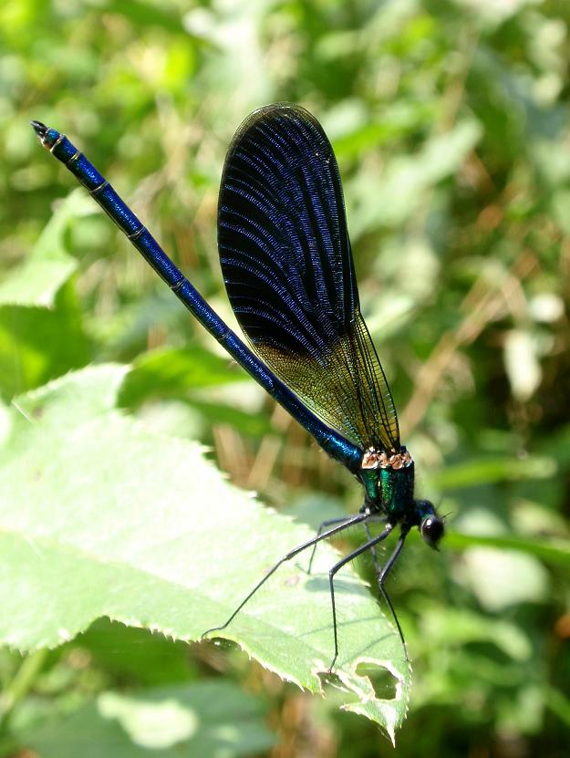 Calopteryx splendens da confermare